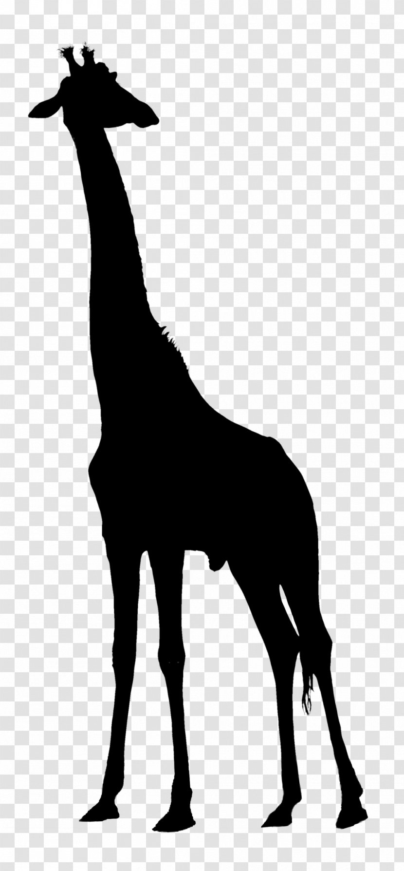Giraffe Clip Art Vector Graphics Image Silhouette - Blackandwhite Transparent PNG
