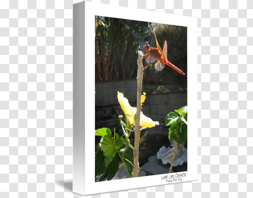 Flowering Plant Gallery Wrap Canvas Art - Flower Transparent PNG