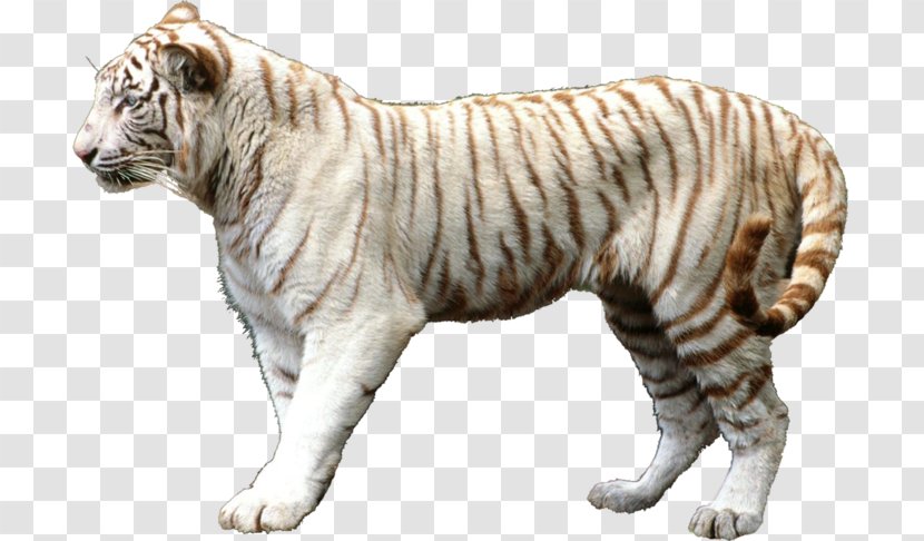 Lion Felidae Leopard Cat White Tiger Transparent PNG