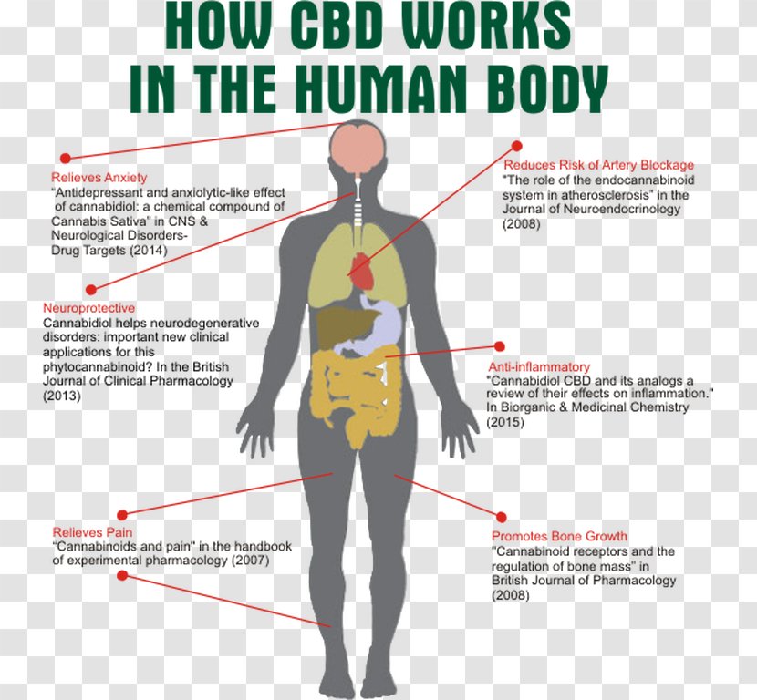 Cannabidiol Human Body Cannabinoid Receptor Endocannabinoid System - Watercolor - Cannabis Transparent PNG