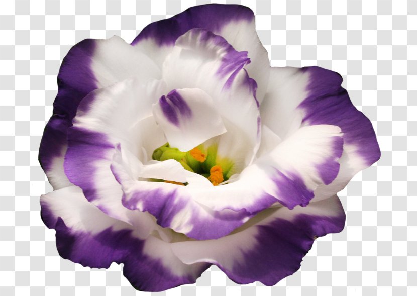 Prairie View A&M University Purple Flower Flora-Piter Jacket - 2018 - Viola Transparent PNG