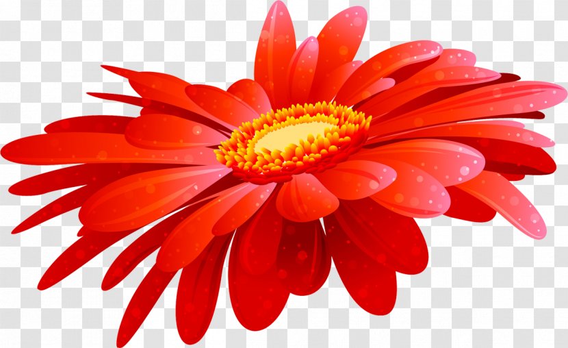 Transvaal Daisy Blog Clip Art - Flower Transparent PNG