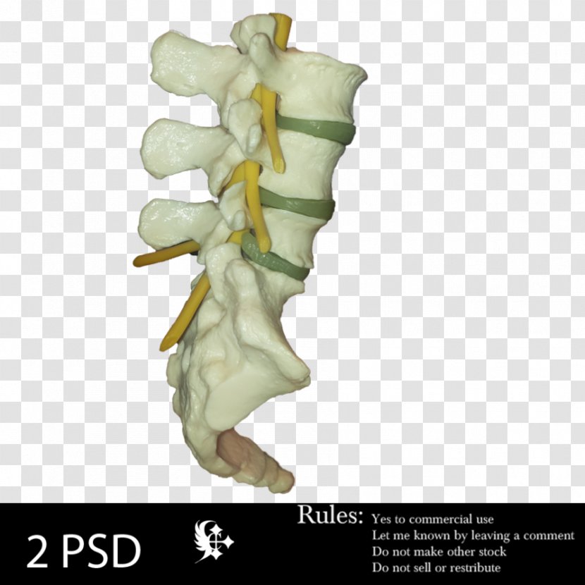 DeviantArt Vertebral Column Joint - Stock - Spine Model Transparent PNG