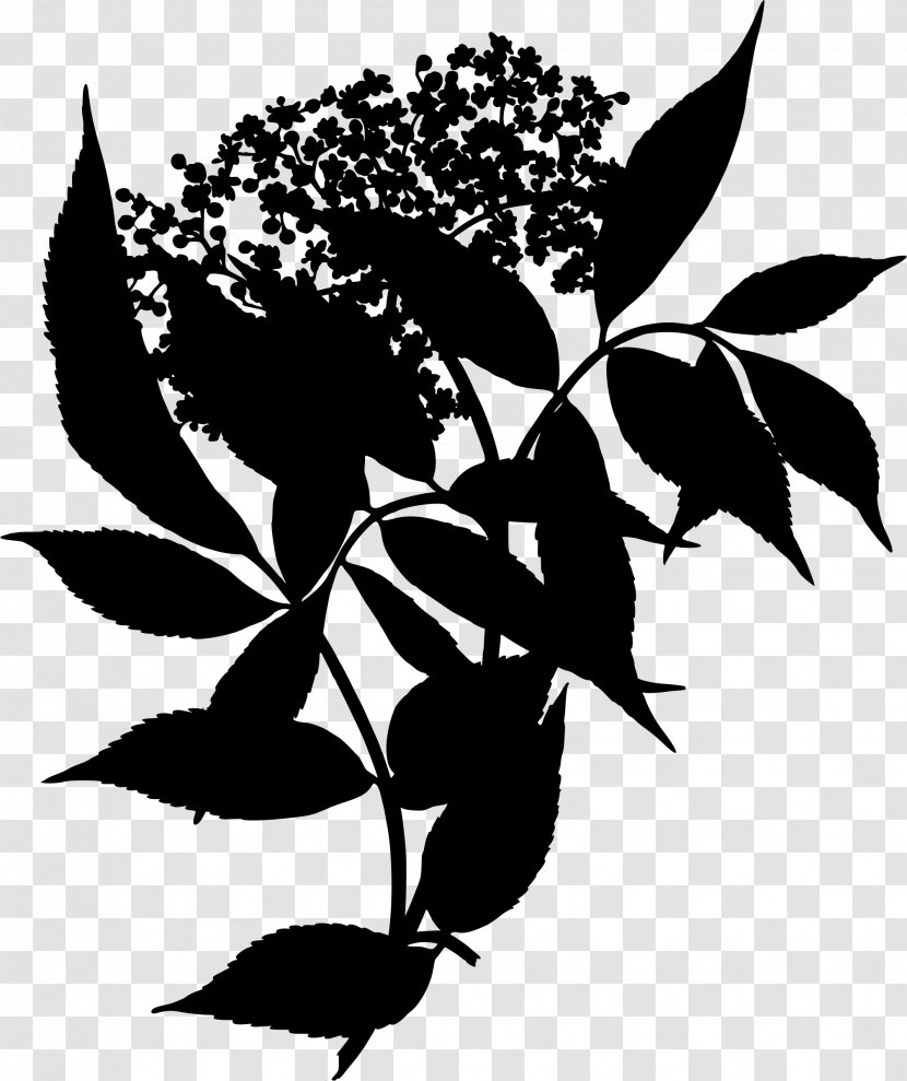 Elderflower Cordial Sambucus Canadensis Medicinal Plants - Religious Symbol - Plant Transparent PNG