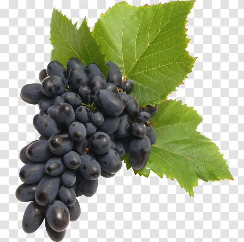 Common Grape Vine Winemaking - Seed Extract Transparent PNG