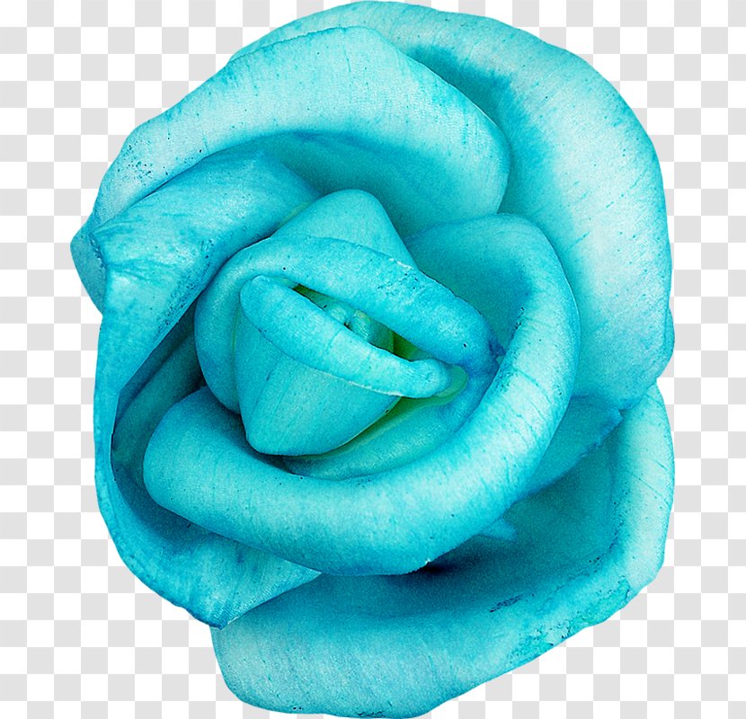 Blue Rose Flower Red - Watercolor Transparent PNG