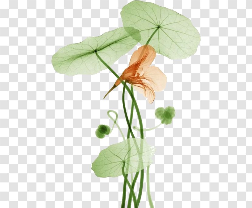 Drawing Of Family - Perennial Plant - Arum Transparent PNG