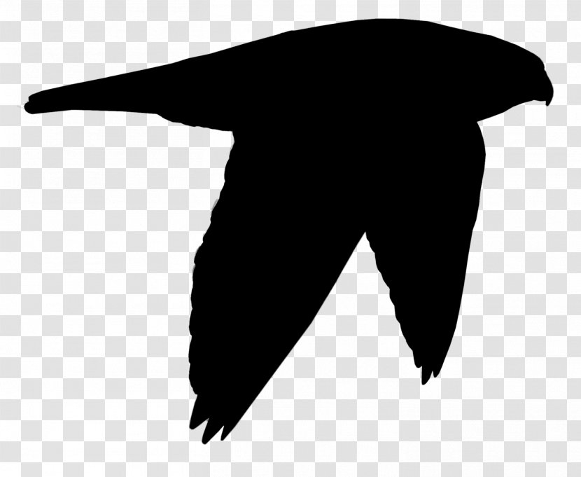 Beak Clip Art Black Bird Silhouette Transparent PNG