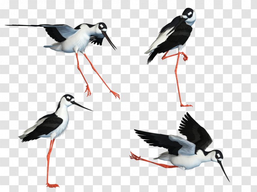 Bird Wader White Stork Stilt - Art - Macaw Transparent PNG