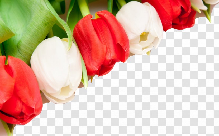 Indira Gandhi Memorial Tulip Garden Flower Wallpaper - Roses - Background Transparent PNG