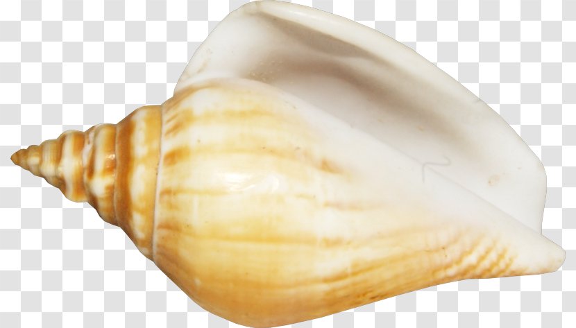 Seashell Conchology Shankha - Scallop Transparent PNG