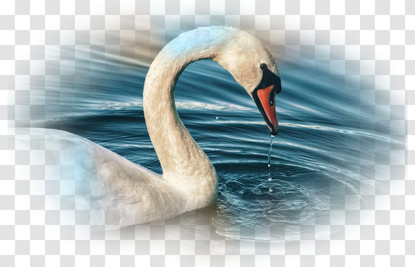 Water Bird Mute Swan Desktop Wallpaper Anatidae - Beak - Swans Transparent PNG