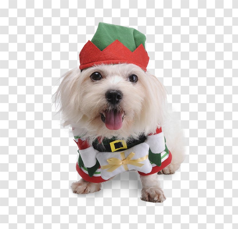 Maltese Dog Puppy Pet Shih Tzu Bichon Frise - Christmas Elf - 2018 Adorable Dogs Transparent PNG