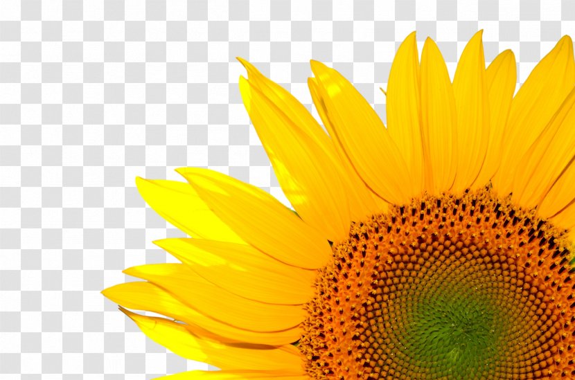 Common Sunflower Desktop Wallpaper Life Coach Seed - Flower - Ink Droplets Pastel Plant Sunshine Yellow Transparent PNG