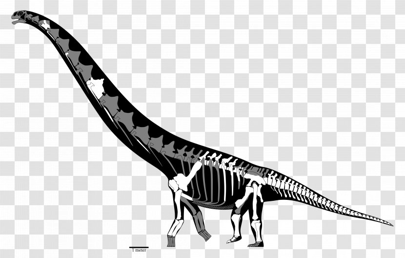 Futalognkosaurus Mamenchisaurus Dreadnoughtus Tyrannosaurus Patagotitan - Skeleton - Long Neck Animals Transparent PNG