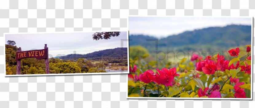 Landscape Tourism Wildflower Flowering Plant - Flora Transparent PNG