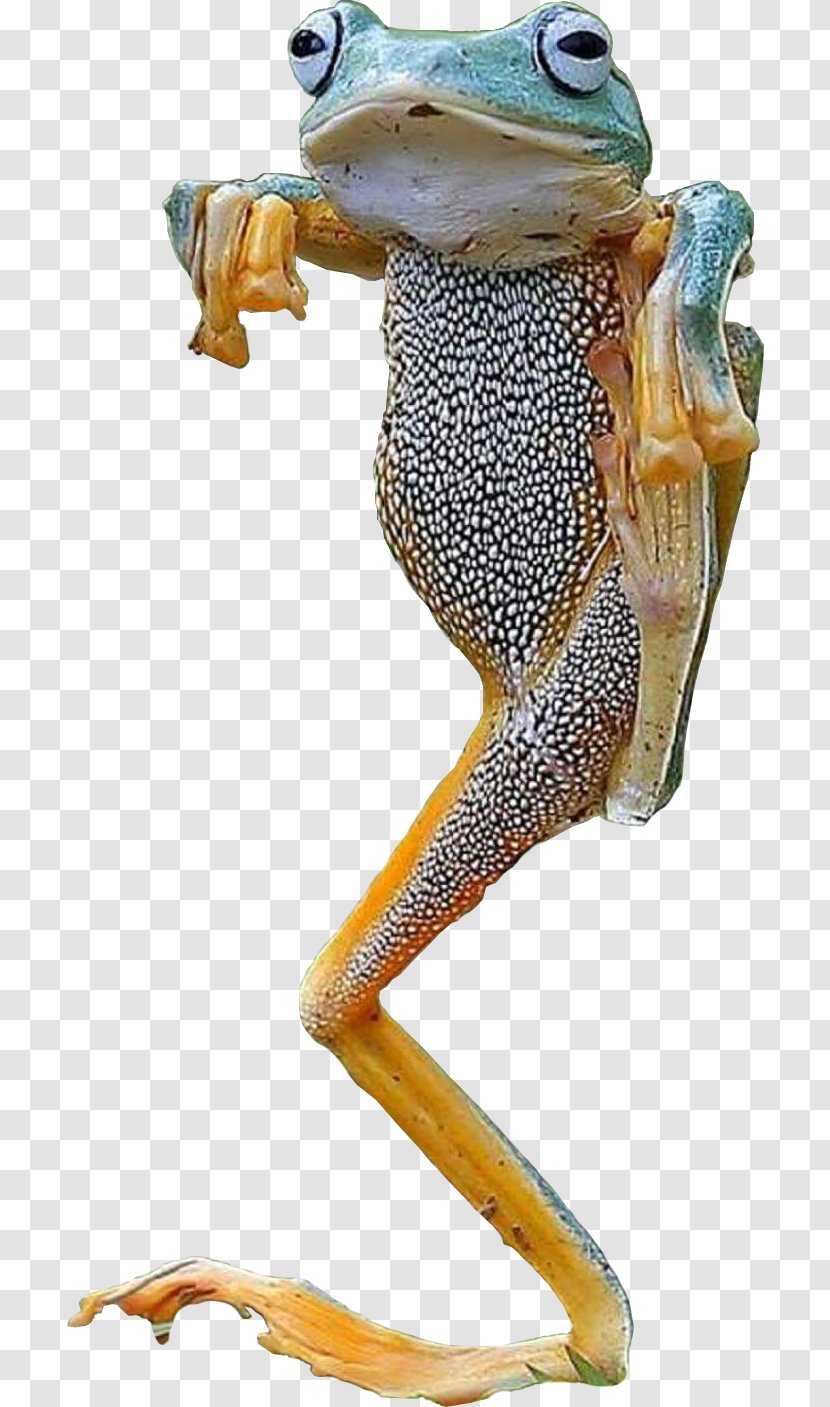 True Frog Toad Tree Terrestrial Animal - Ranidae Transparent PNG