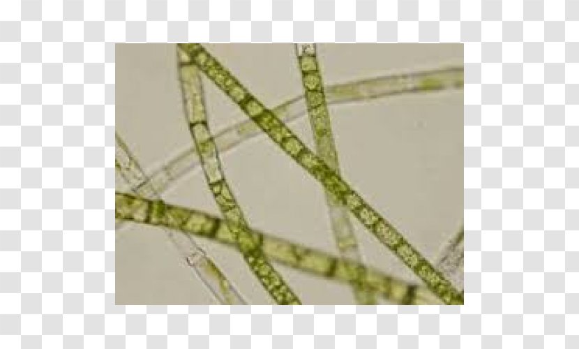 Oedogonium Microscope Slides Glass Oscillatoria Transparent PNG