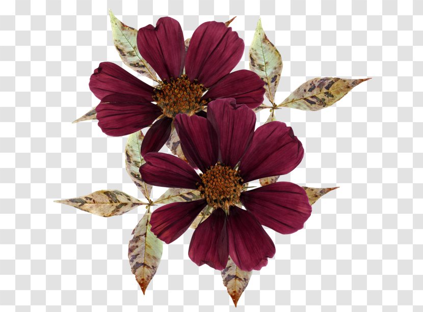 Cut Flowers - Plant - Flower Transparent PNG