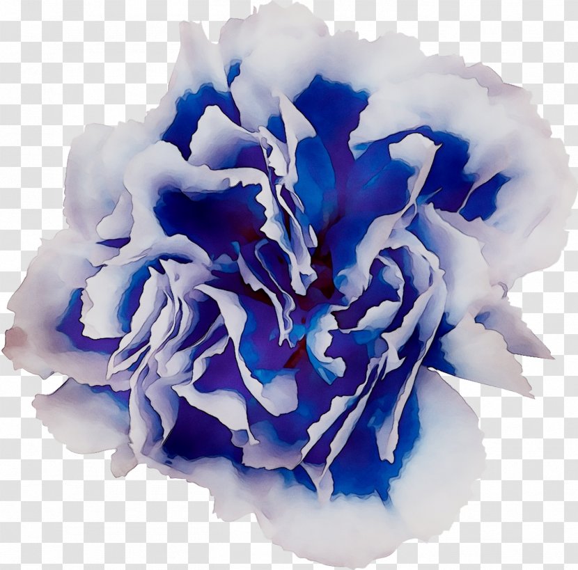 Blue Rose Cabbage Cut Flowers - Bouquet Transparent PNG