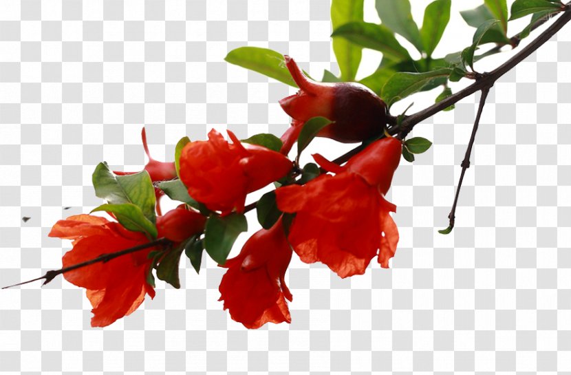 Pomegranate Flower Blossom Tree - Auglis - The Is Blossoming Transparent PNG