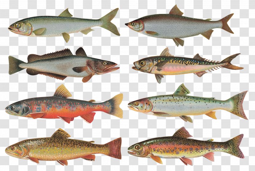 Fish Fototapeta Clip Art - Salmon Transparent PNG