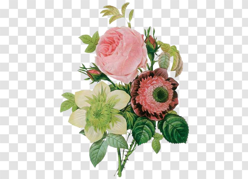 Flowers Pierre-Joseph Redouté (1759-1840) Roses Painter Painting Transparent PNG