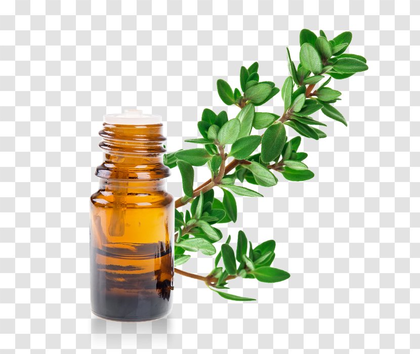 English Lavender Herb Essential Oil Monoi - THYM Transparent PNG