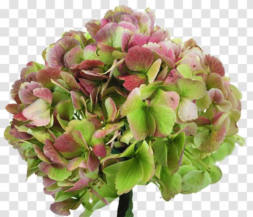 Hydrangea Cut Flowers Garden Roses - Flower Transparent PNG