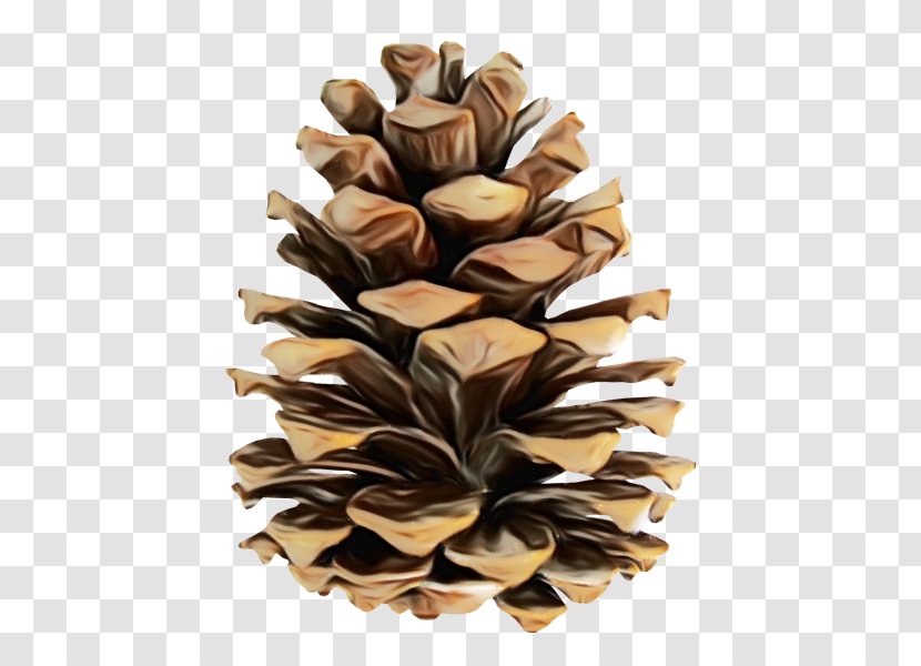 Family Tree Background - Conifer Cone - American Larch Jack Pine Transparent PNG