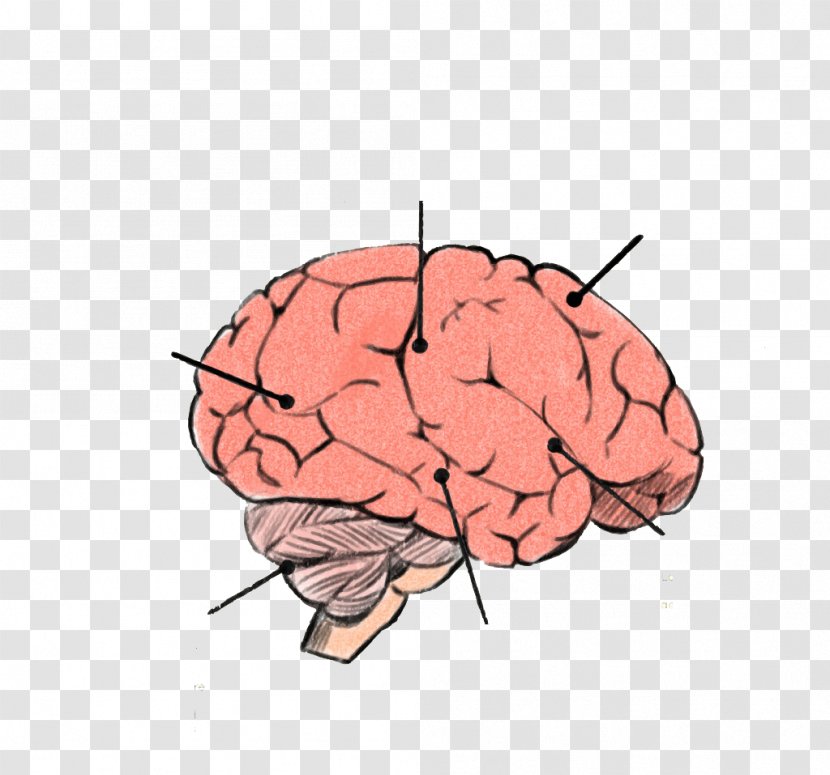Human Brain Cerebrum Agy Euclidean Vector - Flower - Hand-painted Brains Transparent PNG