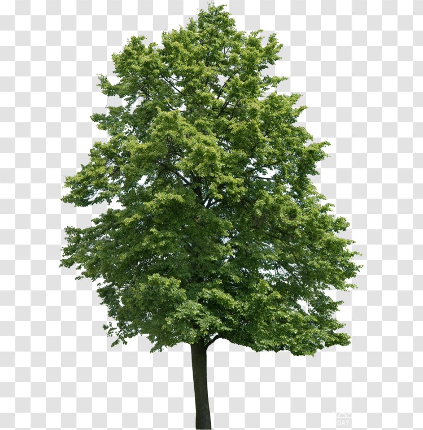 Tree Clip Art - Juglans Transparent PNG