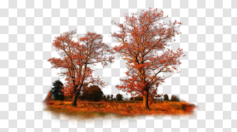 Autumn - Deciduous - Oak Transparent PNG