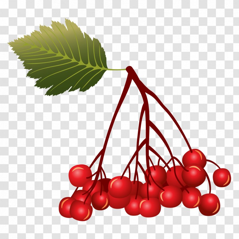 Berry Cherry Euclidean Vector Fruit Transparent PNG