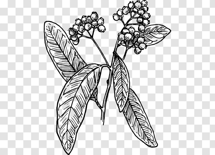 Allspice Black And White Clip Art - Monochrome Photography - Pepper Aniseed Transparent PNG