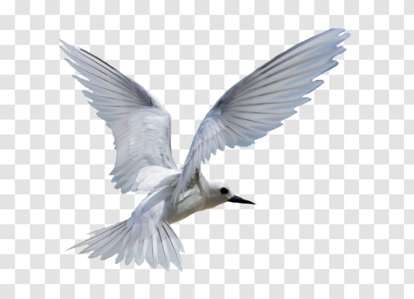 Gulls Bird Migration - Charadriiformes - White Birds Transparent PNG