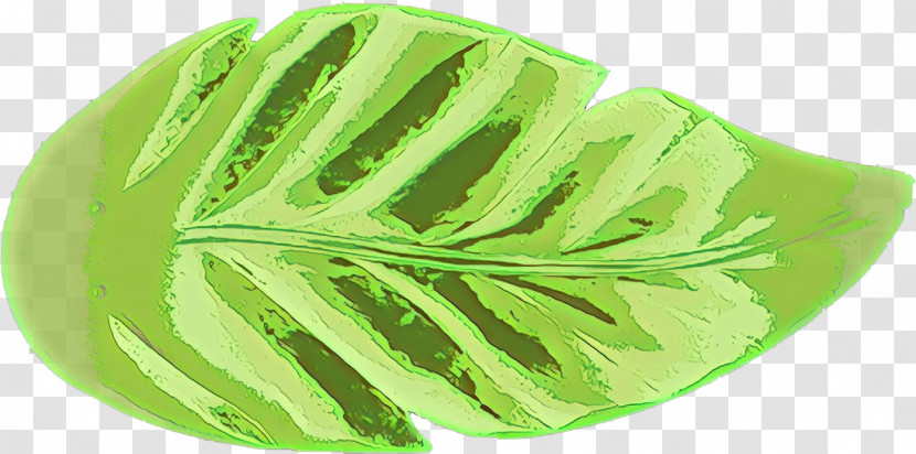 Leaf Green Plant Flower Monstera Deliciosa Transparent PNG