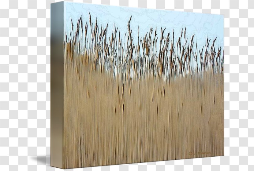 Wood Stain Grasses /m/083vt Family - Commodity Transparent PNG