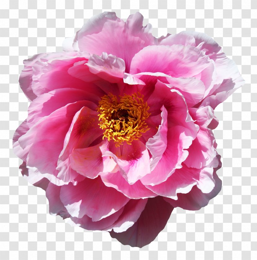 Flower Rose - Floral Design Transparent PNG