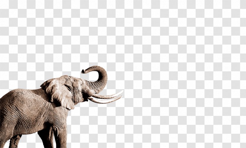 African Elephant Indian Nose - Elephants And Mammoths Transparent PNG