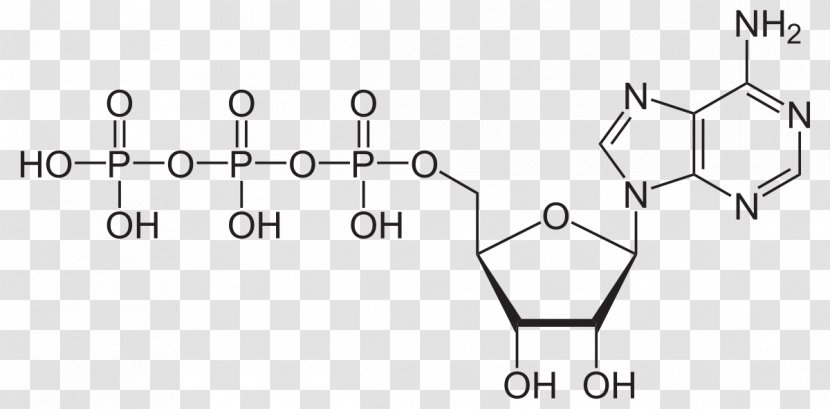 Adenosine Triphosphate Diphosphate High-energy Phosphate - Pyrophosphate - Parallel Transparent PNG