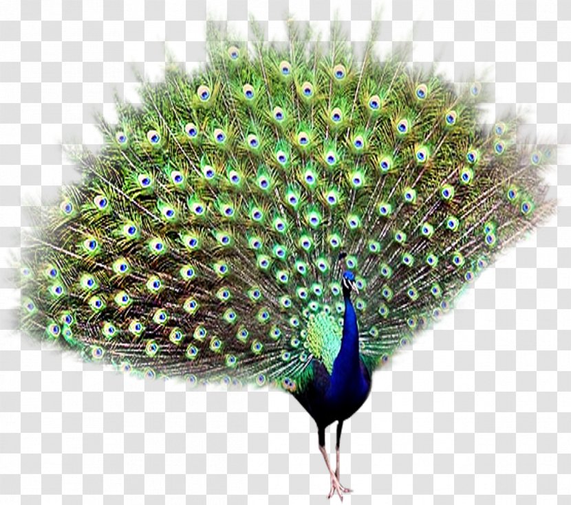 Bird Peafowl - Organism - Peacock Transparent PNG