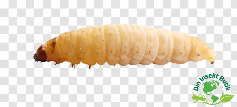 Waxworm Insect Larva Reptile - Worm Transparent PNG