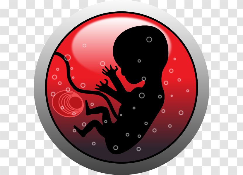 Human Embryogenesis Pregnancy Homo Sapiens Clip Art - Test Transparent PNG