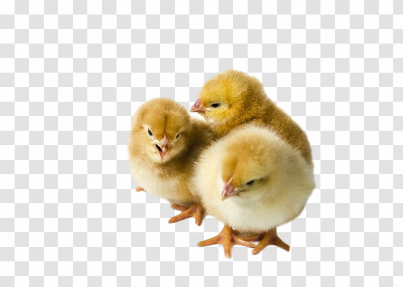 Chicken Bird Poultry Duck Yellow Transparent PNG