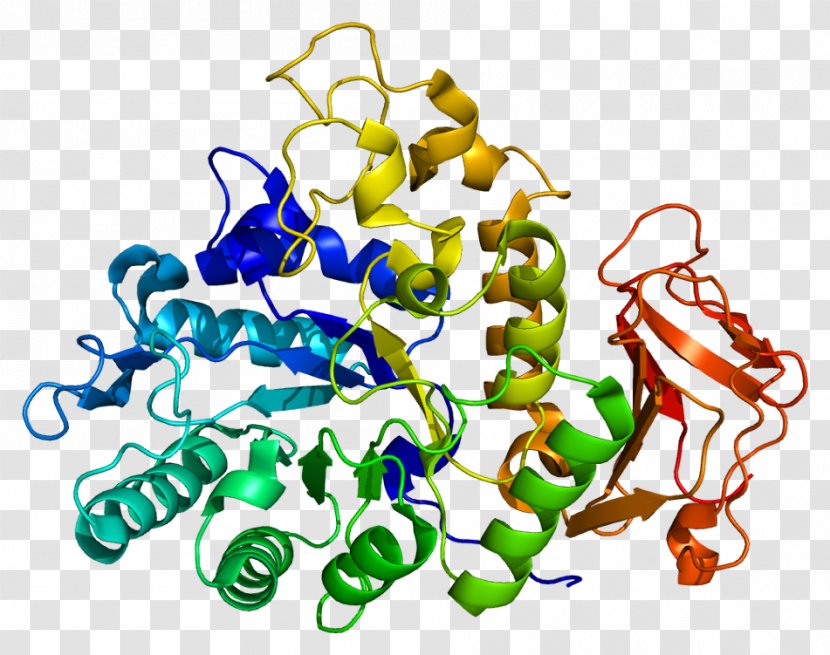 SLC3A2 CD98 Solute Carrier Family SLC24A5 Protein - Watercolor - Melanosome Transparent PNG