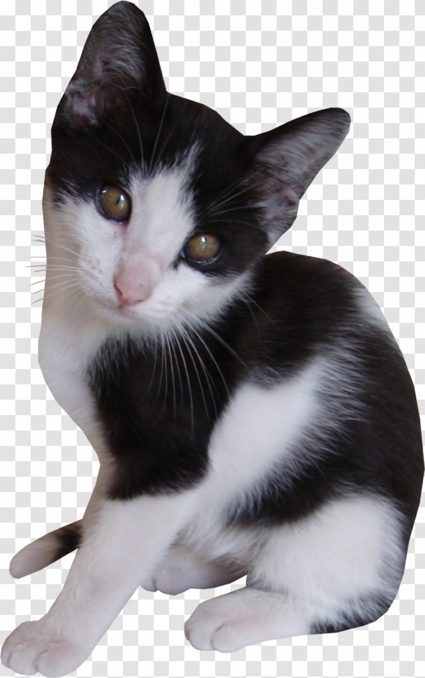 American Wirehair Aegean Cat European Shorthair Kitten Transparent PNG