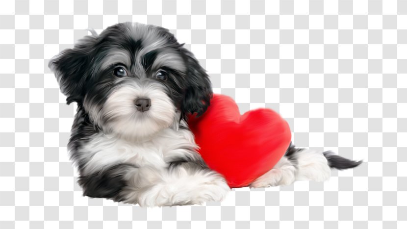 Havanese Dog Puppy Pharaoh Hound Shih Tzu Valentine's Day - Cuteness - Painted Transparent PNG