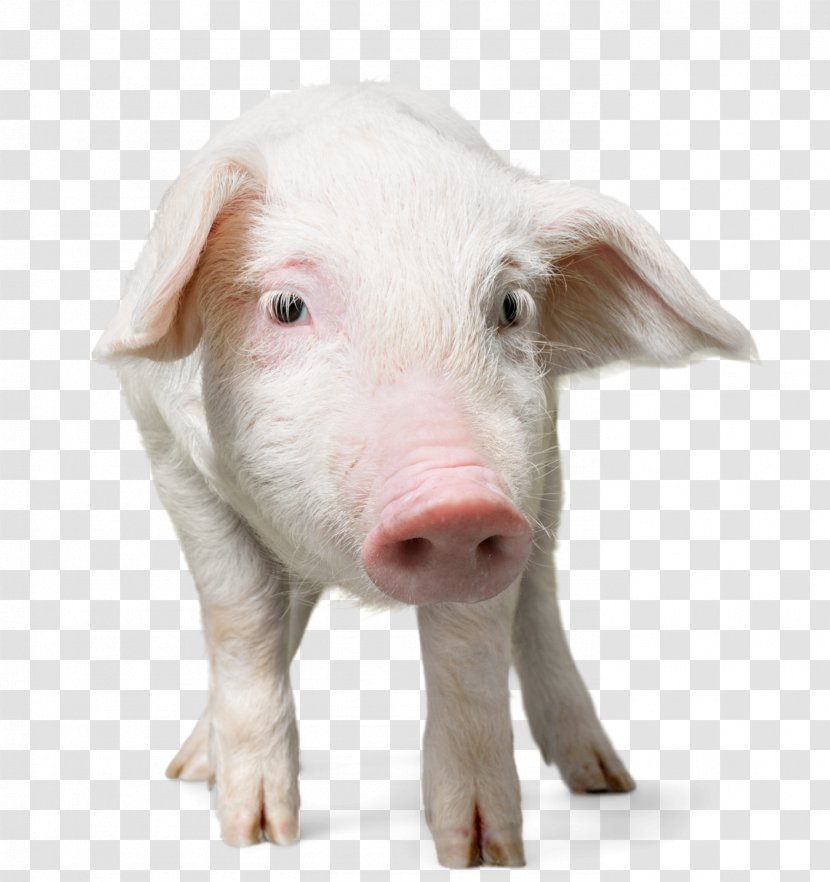 Domestic Pig Puppy Dog Snout Transparent PNG