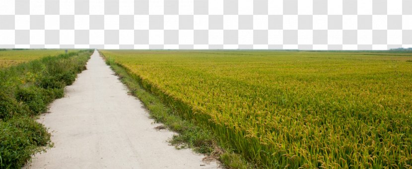 Paddy Field Rice Oryza Sativa Crop - Plantation Transparent PNG